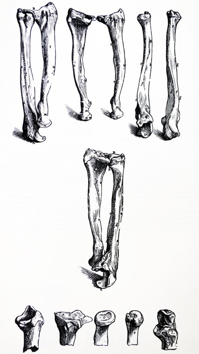 Płyty z I Księgi De Humani Corporis Fabrica autorstwa Andreas Vesalius