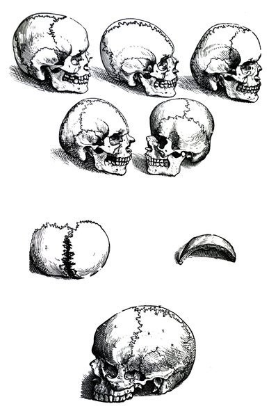 Płyty z pierwszej księgi De Humani Corporis Fabrica autorstwa Andreasa Vesaliusa (1514-1564) autorstwa Andreas Vesalius