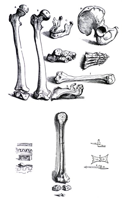 Plansze z pierwszej księgi De Humani Corporis Fabrica Andreasa Vesaliusa, (1514-1564) autorstwa Andreas Vesalius
