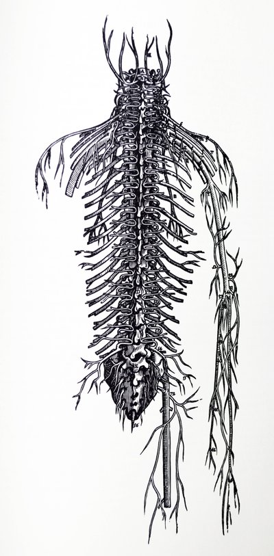 De Humani Corporis Fabricapoli-ийн 4-р номны ялтсууд autorstwa Andreas Vesalius