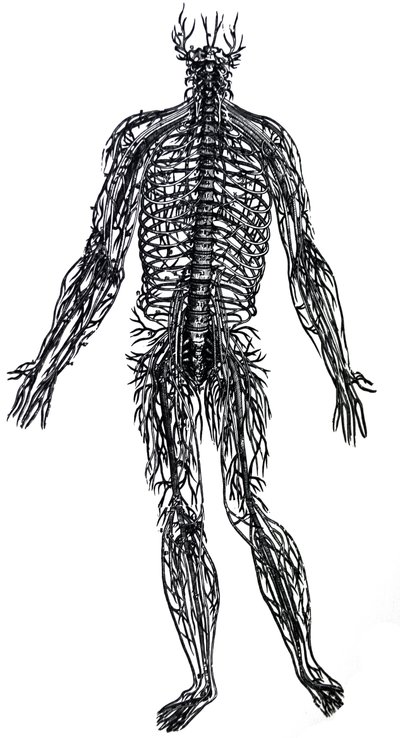 Tablice z IV Księgi De Humani Corporis Fabrica autorstwa Andreas Vesalius