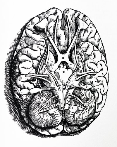 Tablice z IV Księgi De Humani Corporis Fabrica autorstwa Andreas Vesalius