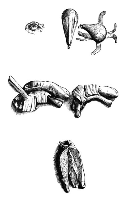 Płyty z II Księgi De Humani Corporis Fabrica autorstwa Andreas Vesalius