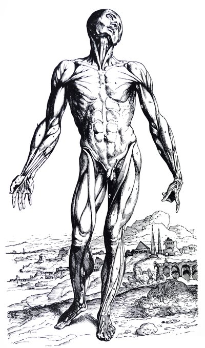 Płyty z II Księgi De Humani Corporis Fabrica autorstwa Andreas Vesalius