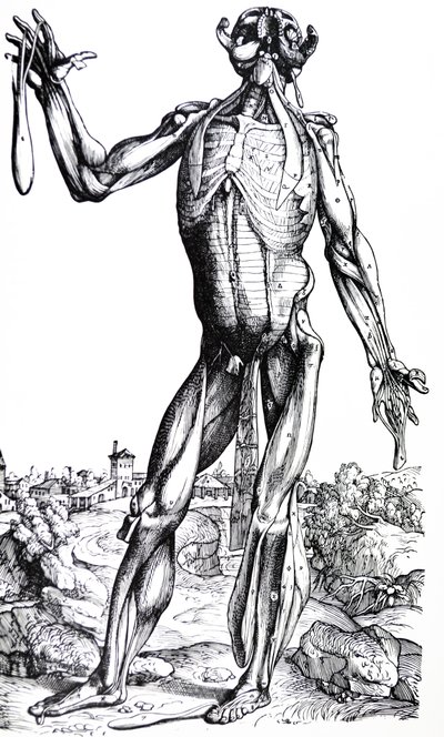 Płyty z II Księgi De Humani Corporis Fabrica autorstwa Andreas Vesalius