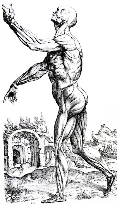 Płyty z II Księgi De Humani Corporis Fabrica autorstwa Andreas Vesalius