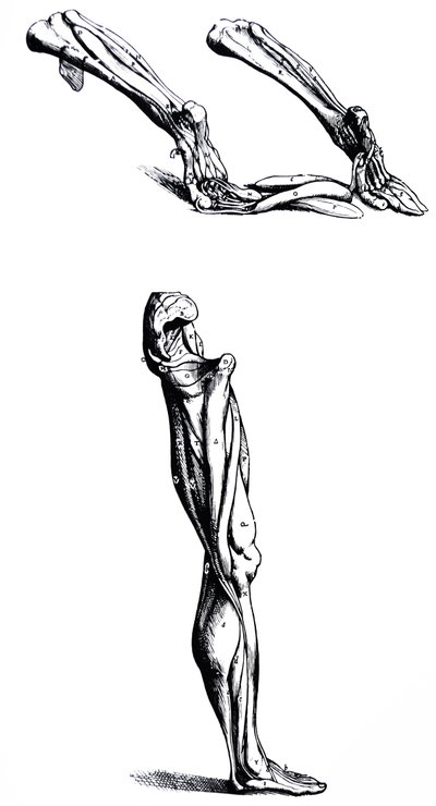 Płyty z II Księgi De Humani Corporis Fabrica autorstwa Andreas Vesalius