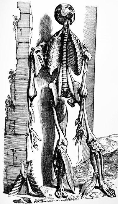 Płyty z II Księgi De Humani Corporis Fabrica autorstwa Andreas Vesalius