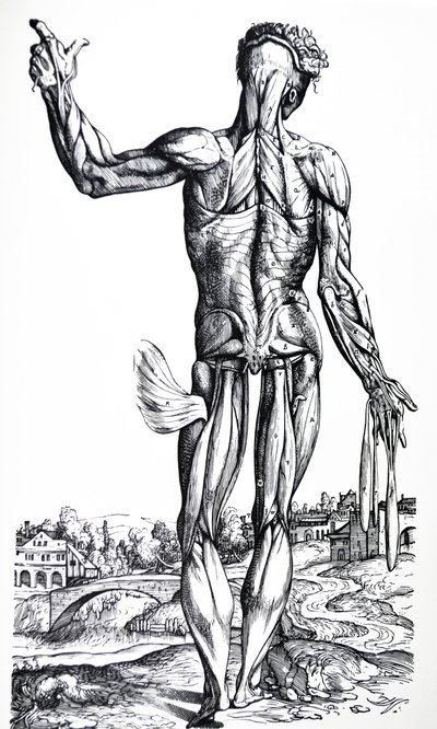 Płyty z II Księgi De Humani Corporis Fabrica autorstwa Andreas Vesalius