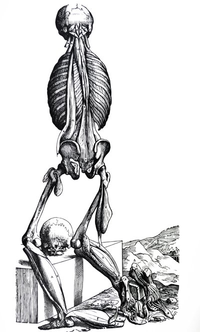 Płyty z II Księgi De Humani Corporis Fabrica autorstwa Andreas Vesalius