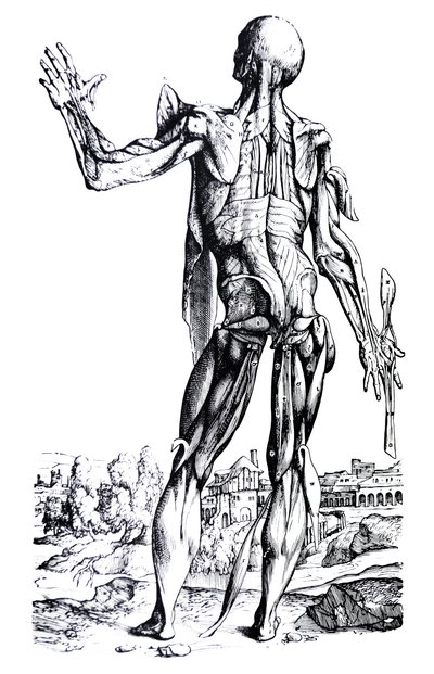 Płyty z II Księgi De Humani Corporis Fabrica autorstwa Andreas Vesalius