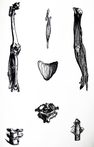 Płyty z II Księgi De Humani Corporis Fabrica autorstwa Andreas Vesalius