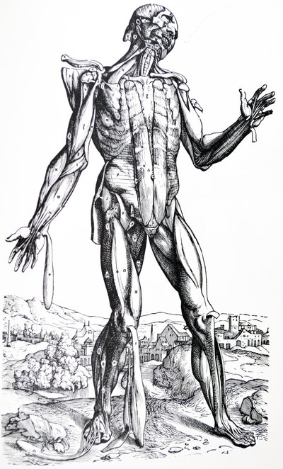 Płyty z II Księgi De Humani Corporis Fabrica autorstwa Andreas Vesalius