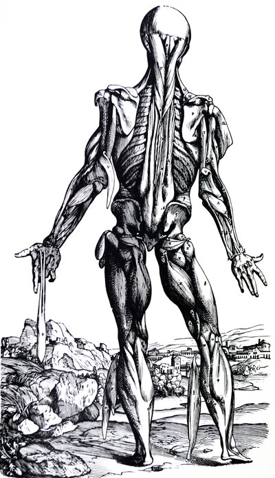 Płyty z II Księgi De Humani Corporis Fabrica autorstwa Andreas Vesalius