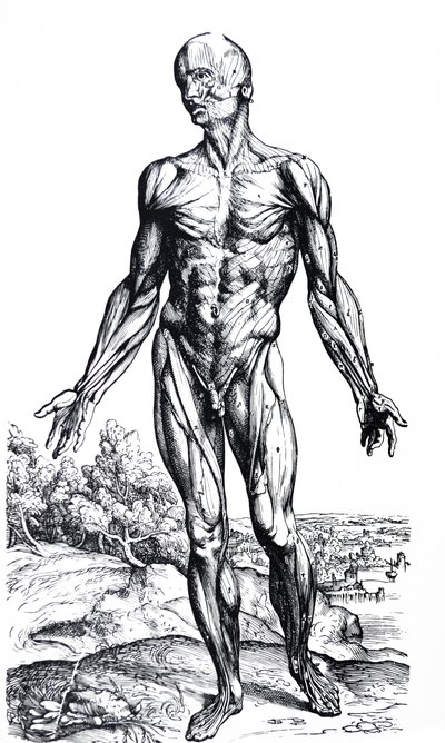 Płyty z II Księgi De Humani Corporis Fabrica autorstwa Andreas Vesalius