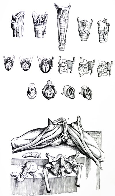 Płyty z II Księgi De Humani Corporis Fabrica autorstwa Andreas Vesalius