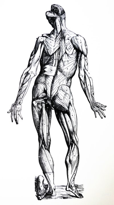 Płyty z siódmej księgi De Humani Corporis Fabrica autorstwa Andreas Vesalius