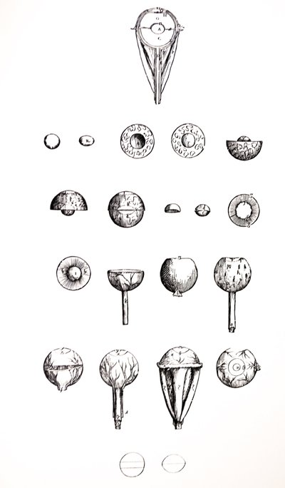 Płyty z siódmej księgi De Humani Corporis Fabrica autorstwa Andreas Vesalius