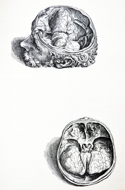 Płyty z siódmej księgi De Humani Corporis Fabrica autorstwa Andreas Vesalius