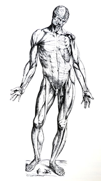 Płyty z siódmej księgi De Humani Corporis Fabrica autorstwa Andreas Vesalius