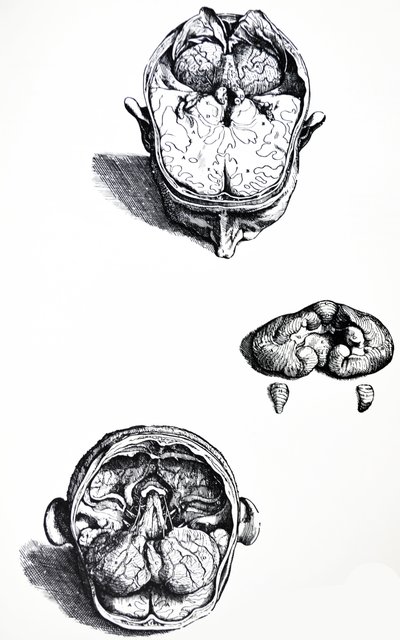 Płyty z siódmej księgi De Humani Corporis Fabrica autorstwa Andreas Vesalius
