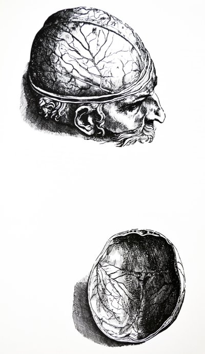 Płyty z siódmej księgi De Humani Corporis Fabrica autorstwa Andreas Vesalius