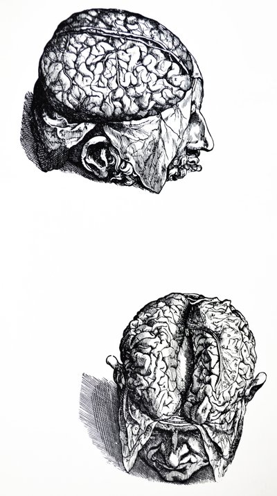 Płyty z siódmej księgi De Humani Corporis Fabrica autorstwa Andreas Vesalius