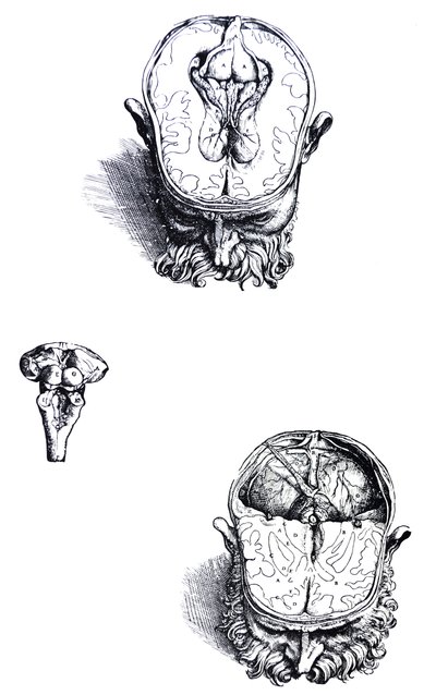 Płyty z siódmej księgi De Humani Corporis Fabrica autorstwa Andreas Vesalius
