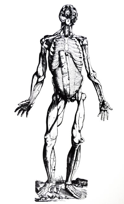 Płyty z siódmej księgi De Humani Corporis Fabrica autorstwa Andreas Vesalius