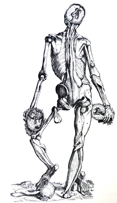 Płyty z siódmej księgi De Humani Corporis Fabrica autorstwa Andreas Vesalius