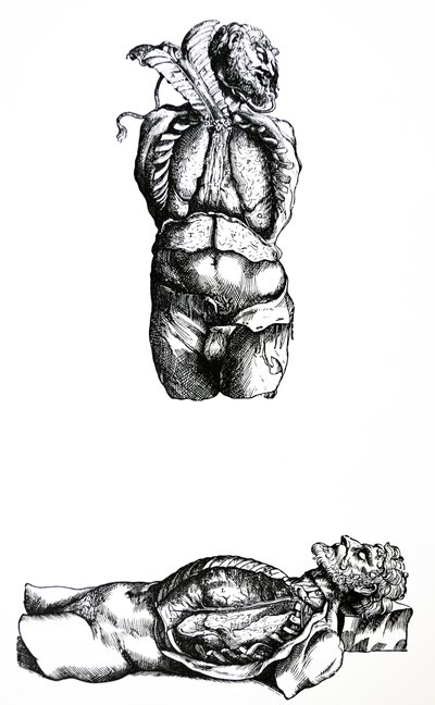 Płyty z szóstej księgi De Humani Corporis Fabrica autorstwa Andreas Vesalius