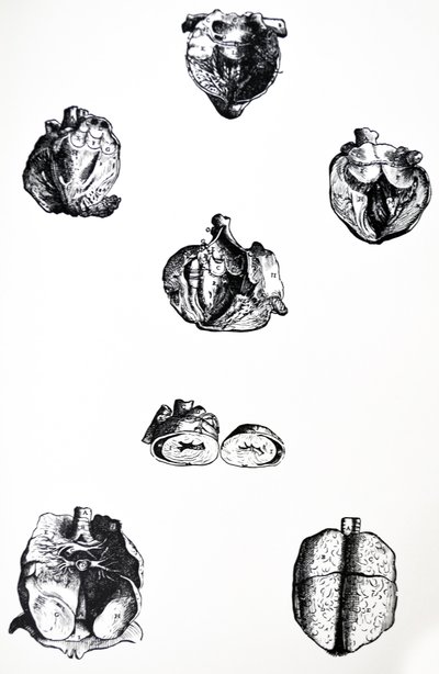 Płyty z szóstej księgi De Humani Corporis Fabrica autorstwa Andreas Vesalius