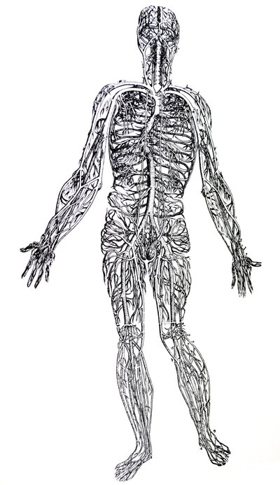 Tabliczki z trzeciej księgi De Humani Corporis Fabrica autorstwa Andreas Vesalius