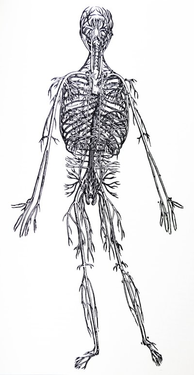 Płyty z III Księgi De Humani Corporis Fabrica autorstwa Andreas Vesalius