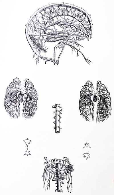 Płyty z III Księgi De Humani Corporis Fabrica autorstwa Andreas Vesalius