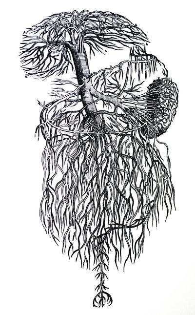Płyty z III Księgi De Humani Corporis Fabrica autorstwa Andreas Vesalius