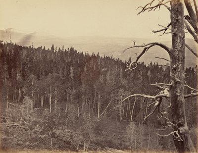 Płyta 13. Linia śniegu i drewna, góry Laramie, 1869 r. (zdjęcie) autorstwa Andrew Joseph Russell
