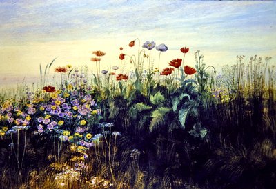 Dzikie Kwiaty (akwarela na papierze) autorstwa Andrew Nicholl