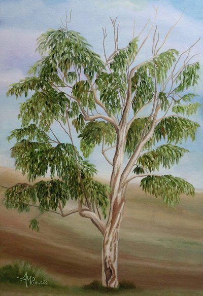 Australijskie drzewo eukaliptusowe autorstwa Angeles M. Pomata