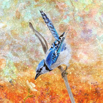 Ciekawska sójka błękitna autorstwa Angeles M. Pomata