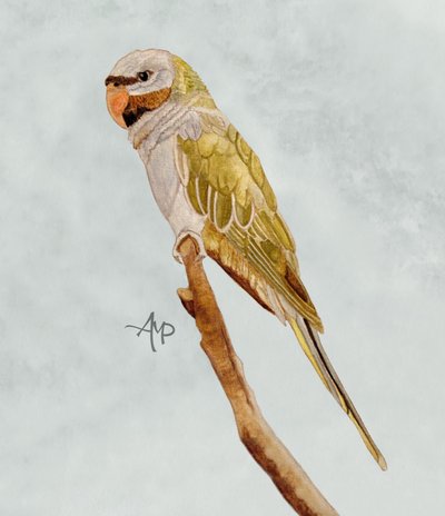  autorstwa Angeles M. Pomata