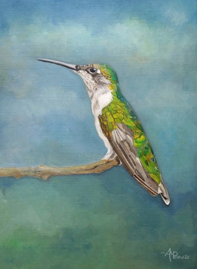 Kolorowa półka dla kolibrów autorstwa Angeles M. Pomata