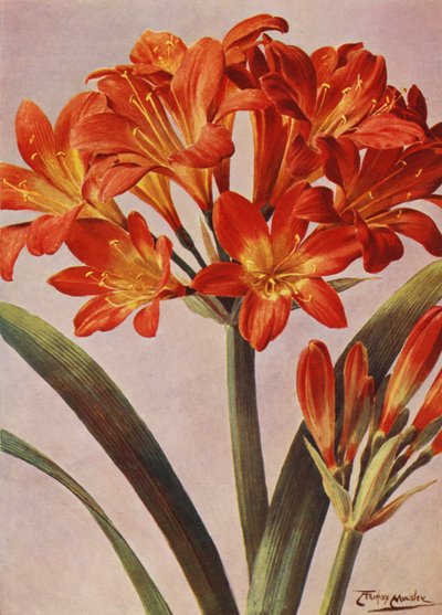 Clivia Miniata, od dawna znana jako Imantophyllum Miniatum (kolor lito) autorstwa Angelo Fairfax Muckley