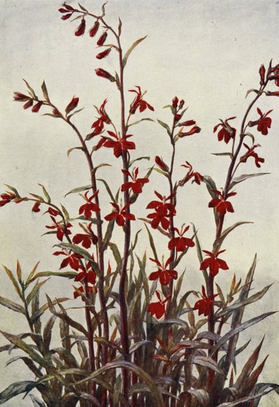 Lobelia Cardinals (kolorowa litografia) autorstwa Angelo Fairfax Muckley