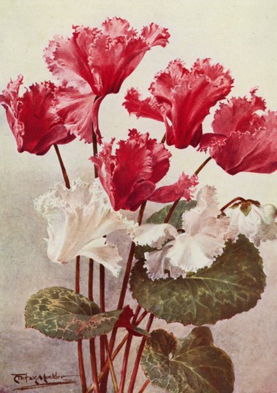Cyklamen motylkowy (litografia kolorowa) autorstwa Angelo Fairfax Muckley