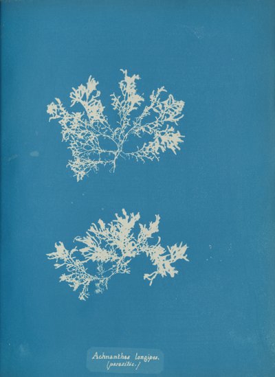 Długie włosy Achnanthes. pasożytnicze, ca. 1853. autorstwa Anna Atkins