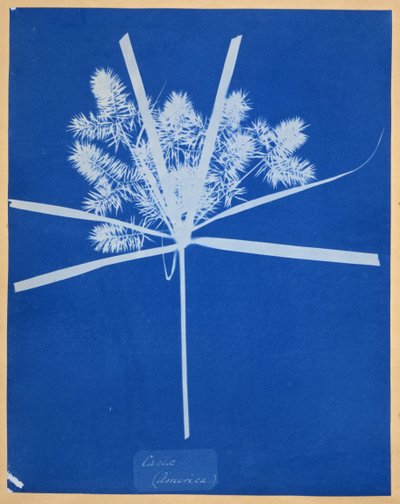 Carix (Ameryka) autorstwa Anna Atkins