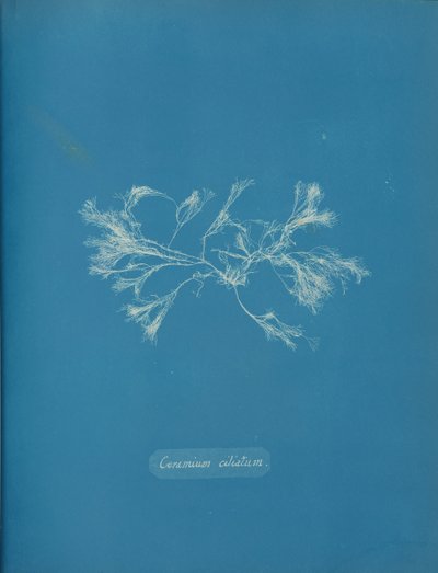 Ceramika rzęskowa, ca. 1853 autorstwa Anna Atkins