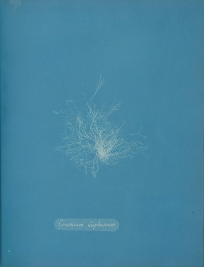 Ceramika przezroczysta, ca. 1853 autorstwa Anna Atkins