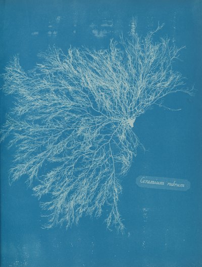 Ceramika czerwona, ca. 1853 autorstwa Anna Atkins